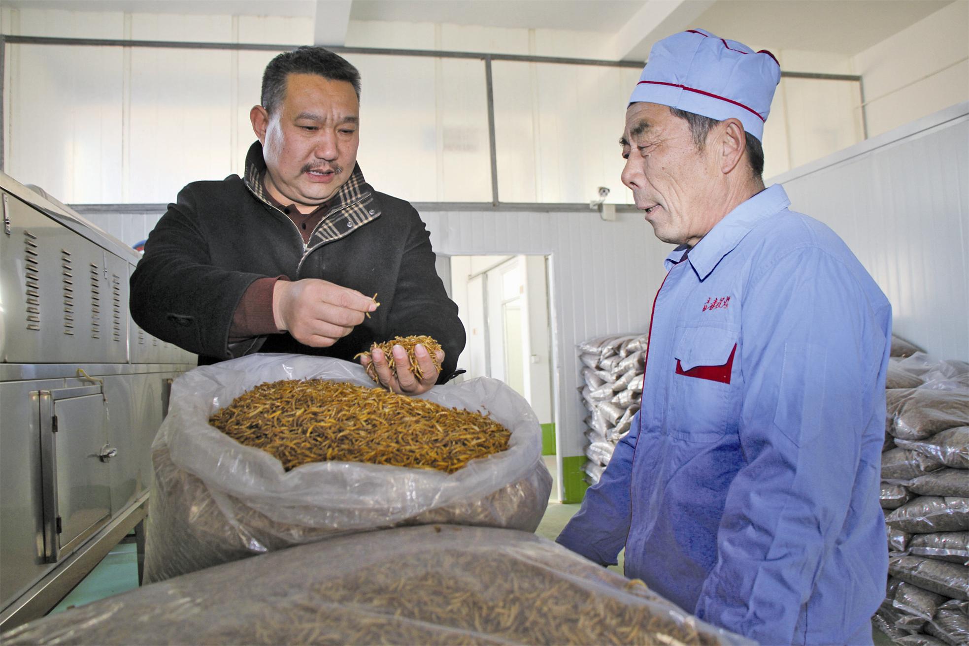 刘良春:养条虫子换外币