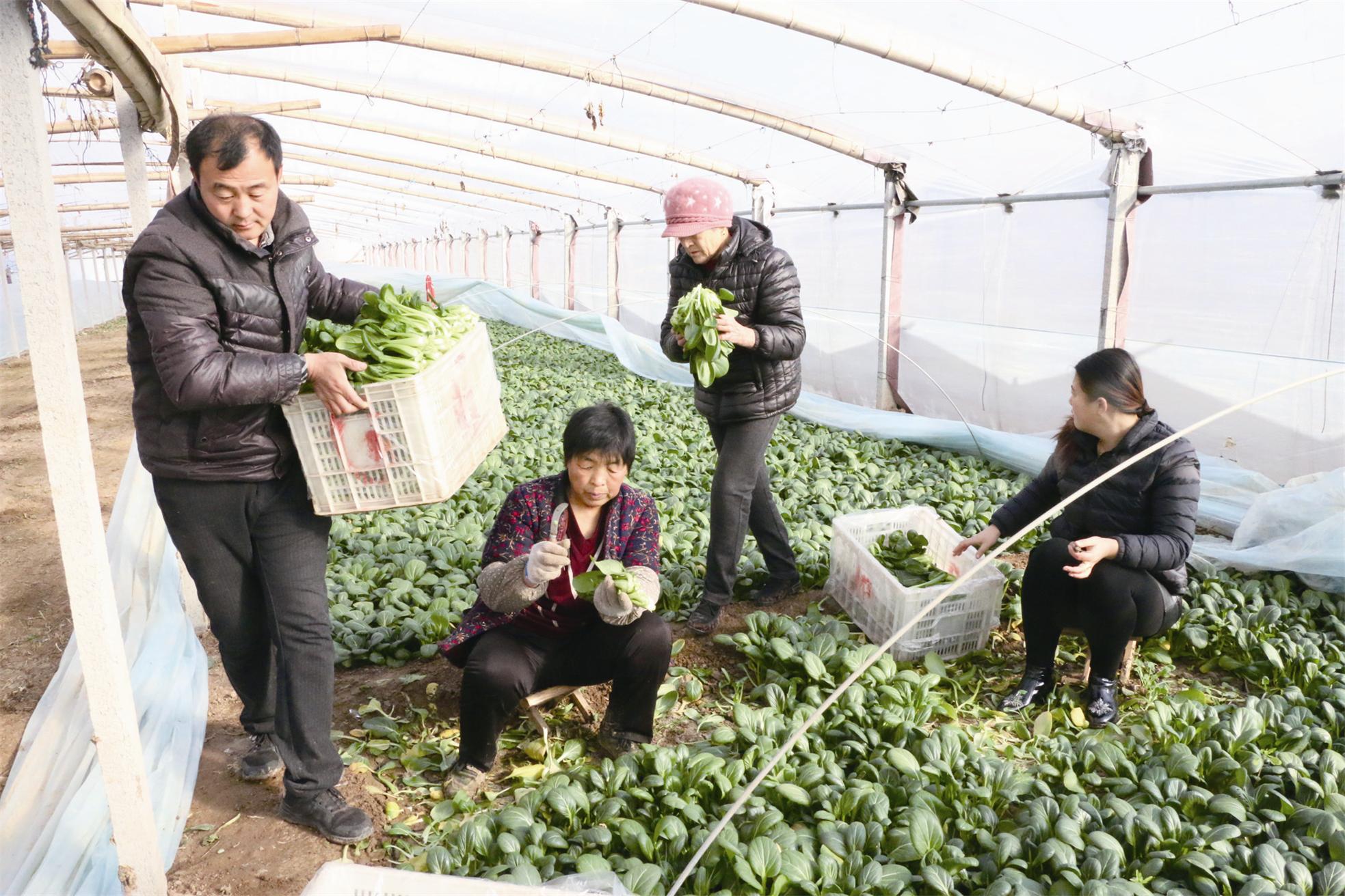 大棚蔬菜“火”寒冬增收忙