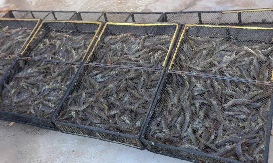 9月21日:2020首届中国 • 滨州汇泰盐田虾文旅节盛大开幕 9月21日:2020首届中国 • 滨州汇泰盐田虾文旅节盛大开幕