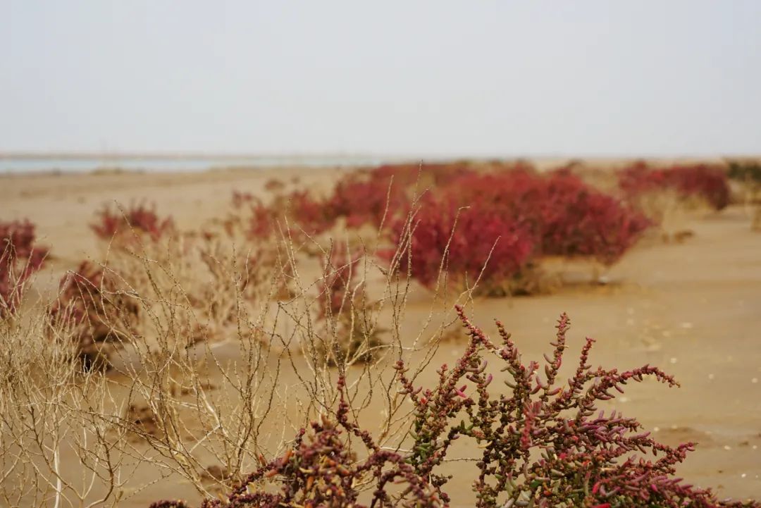 9月21日:2020首届中国 • 滨州汇泰盐田虾文旅节盛大开幕 9月21日:2020首届中国 • 滨州汇泰盐田虾文旅节盛大开幕