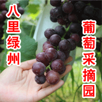 无棣县八里绿州葡萄采摘园