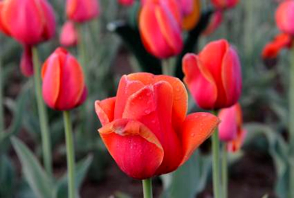 �����㣬ԶԶ��ȥ����һ���������ε�ˮī��������...