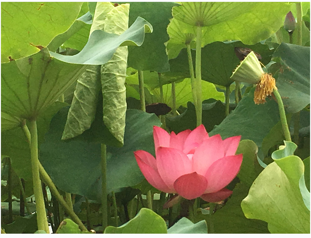 1560496405132804.jpg \